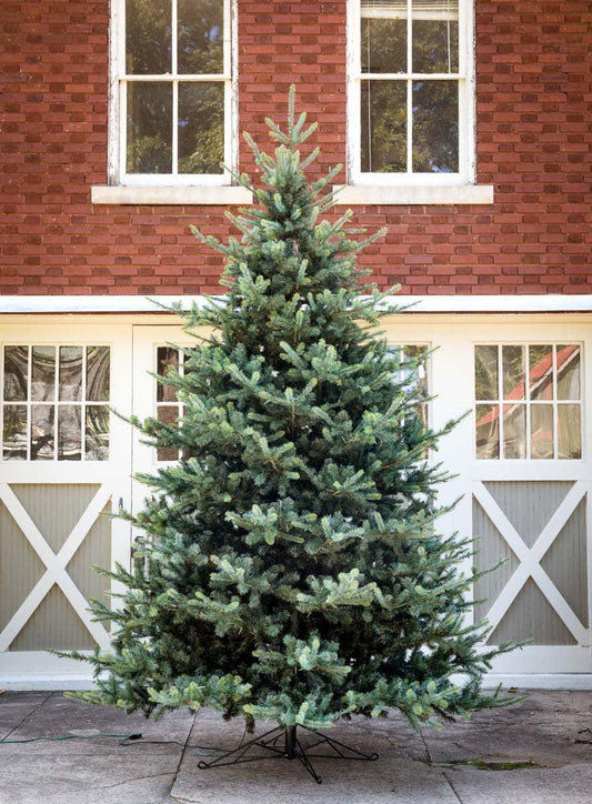 Park Hill Blue Spruce Christmas Tree, 12'-Christmas Tree-tbgypsysoul
