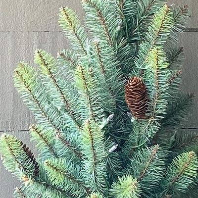 12-Foot Pre-Lit Park Hill Slim Blue Spruce Christmas Tree – 1150 Clear LED Lights-Christmas Tree-tbgypsysoul