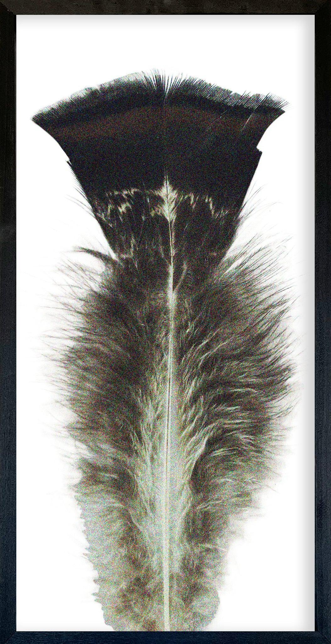 Feather Collection Wall Art-Wall Art-tbgypsysoul