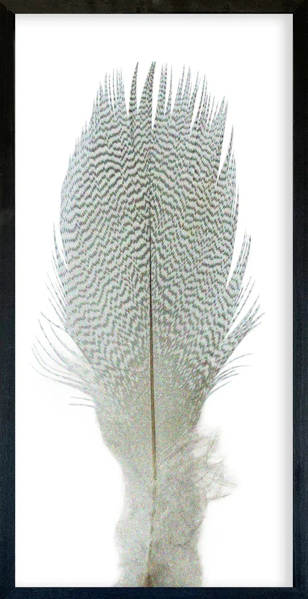 Feather Collection Wall Art-Wall Art-tbgypsysoul