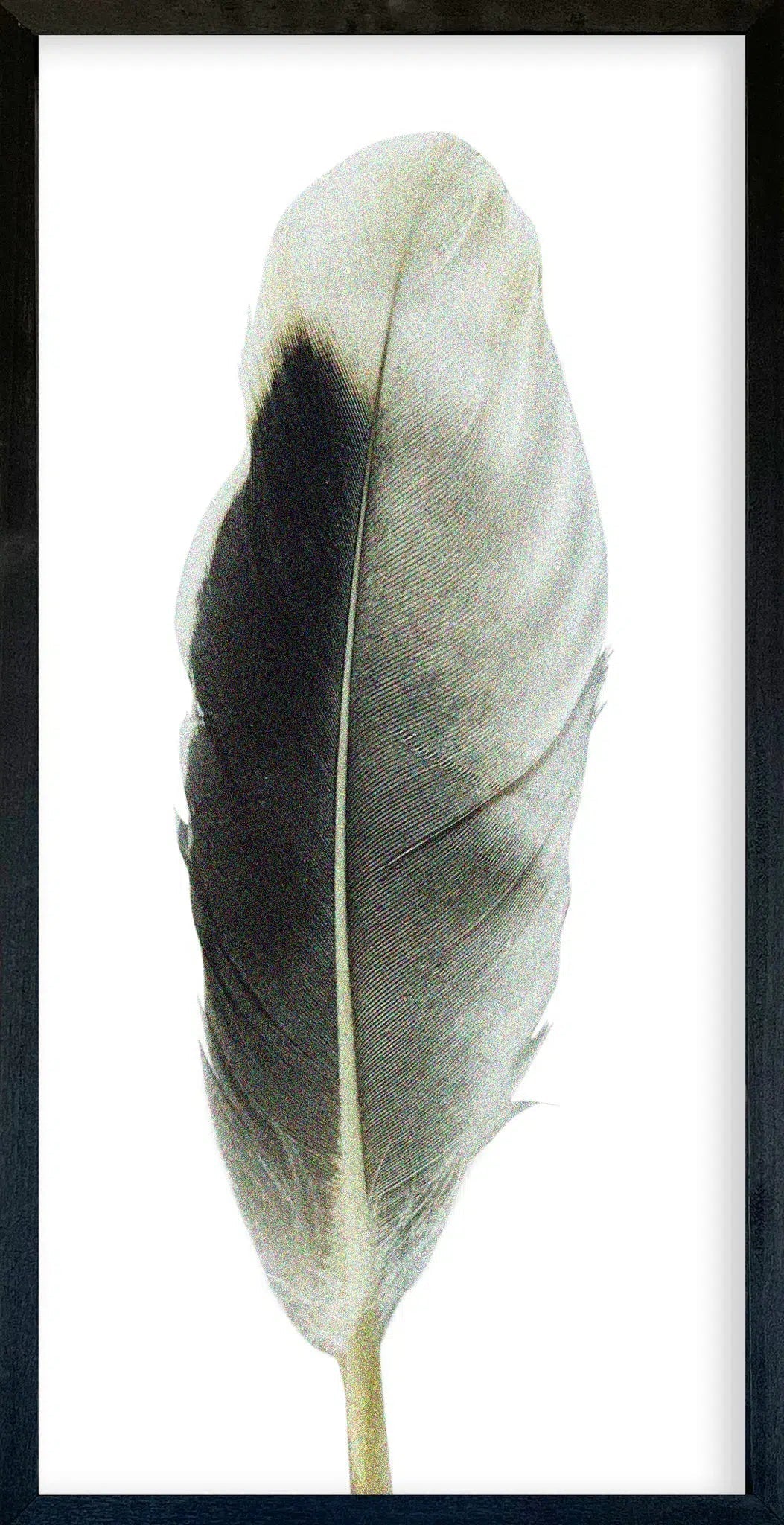 Feather Collection Wall Art-Wall Art-tbgypsysoul