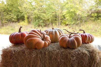 Kentucky Field Pumpkin Collection, Set of 5-Decorative Pumpkins-tbgypsysoul