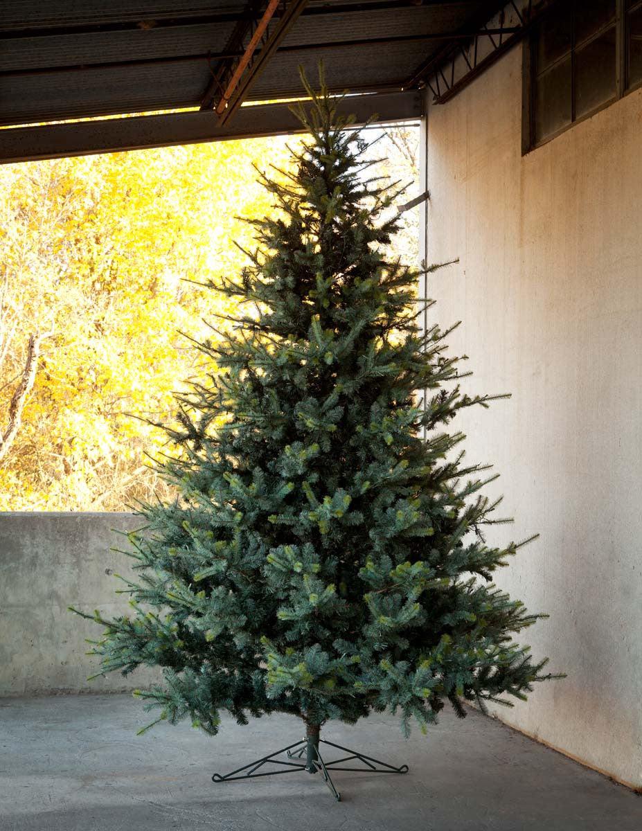 Park Hill Blue Spruce Christmas Tree, 12'-Christmas Tree-tbgypsysoul