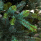 Park Hill Blue Spruce Christmas Tree, 12'-Christmas Tree-tbgypsysoul