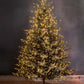Park Hill Blue Spruce Christmas Tree, 12'-Christmas Tree-tbgypsysoul