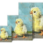 chic-chick-easter-home-decor-sullivan-2-Threadbare Gypsy Soul