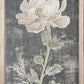 Dark Vintage Botanicals 35" x 18"-Wall Art-tbgypsysoul