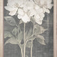 Dark Vintage Botanicals 35" x 18"-Wall Art-tbgypsysoul