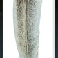 Feather Collection Wall Art-Wall Art-tbgypsysoul