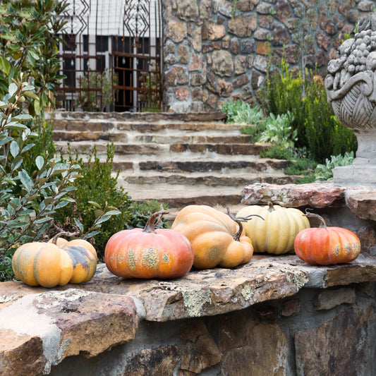 Kentucky Field Pumpkin Collection, Set of 5-Decorative Pumpkins-tbgypsysoul