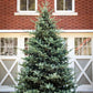 Park Hill Blue Spruce Christmas Tree, 12'-Christmas Tree-tbgypsysoul