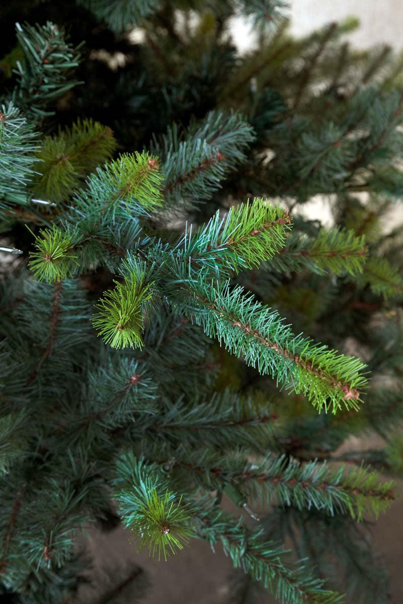 Park Hill Blue Spruce Christmas Tree, 12'-Christmas Tree-tbgypsysoul
