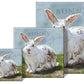 white-bunny-canvas-print-home-decor-sullivan-3-Threadbare Gypsy Soul